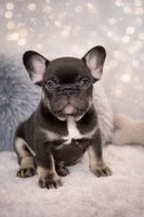 Monaco , a male French Bulldog for sale in Sacramento, CA – Photo 6 of 7