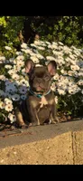 Monaco , a male French Bulldog for sale in Sacramento, CA – Photo 2 of 7