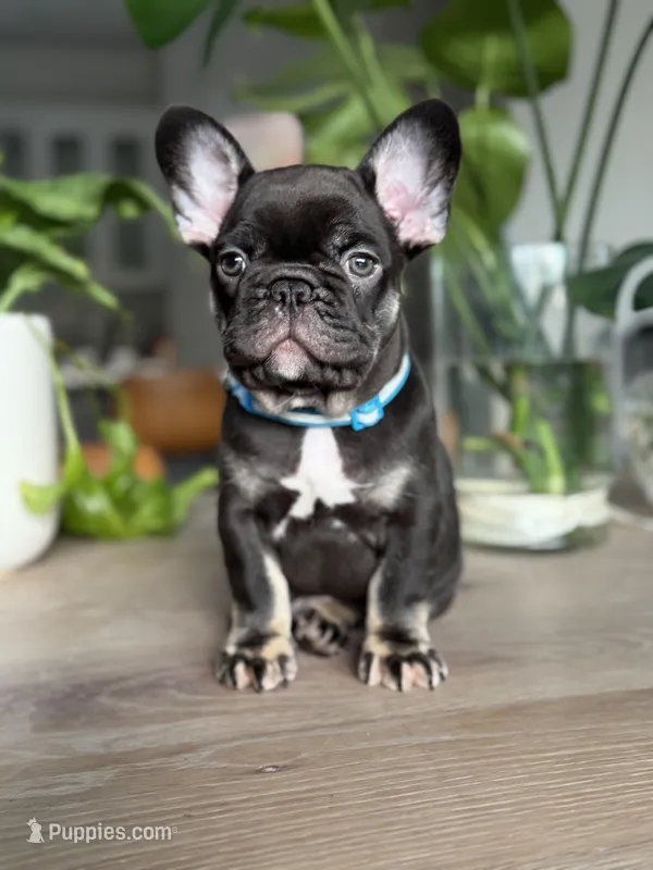 Monaco  – French Bulldog puppy for sale in Sacramento, CA