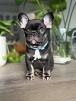 Monaco , a male French Bulldog for sale in Sacramento, CA – Photo 1 of 7