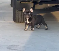 Monaco , a male French Bulldog for sale in Sacramento, CA – Photo 3 of 7