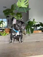 Monaco , a male French Bulldog for sale in Sacramento, CA – Photo 7 of 7