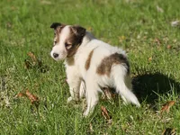 Tucker, a male Shetland Sheepdog for sale in Shippensburg, PA – 5 of 10