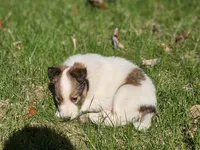 Tucker, a male Shetland Sheepdog for sale in Shippensburg, PA – 7 of 10