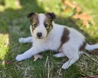 Tucker, a male Shetland Sheepdog for sale in Shippensburg, PA – 2 of 10