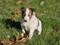 Tucker, a male Shetland Sheepdog for sale in Shippensburg, PA – 6 of 10