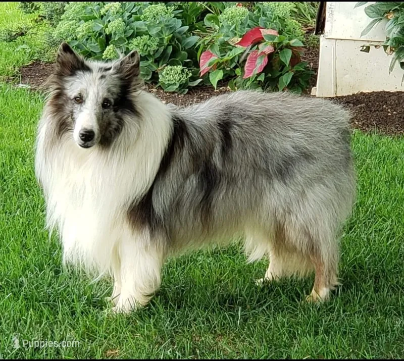 Tucker – Shetland Sheepdog puppy for sale in Quarryville, PA