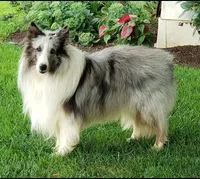 Tucker, a male Shetland Sheepdog for sale in Quarryville, PA – 4 of 8