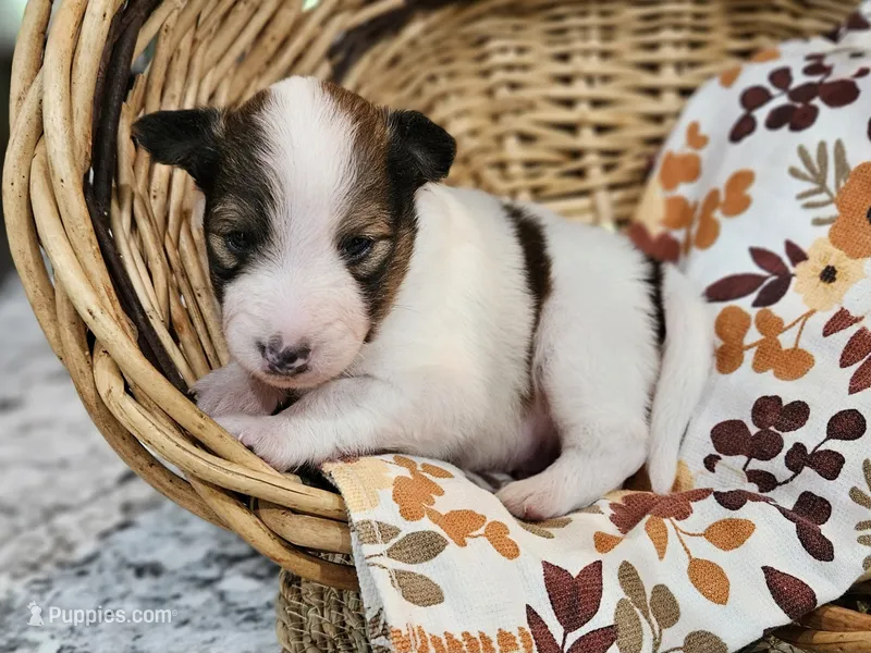 Tucker – Shetland Sheepdog puppy for sale in Quarryville, PA