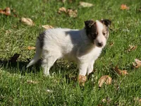 Tucker, a male Shetland Sheepdog for sale in Shippensburg, PA – 4 of 10
