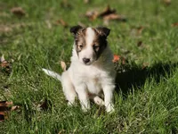 Tucker, a male Shetland Sheepdog for sale in Shippensburg, PA – 8 of 10