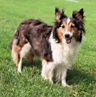 Tucker, a male Shetland Sheepdog for sale in Quarryville, PA – 5 of 8