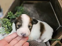 Tucker, a male Shetland Sheepdog for sale in Quarryville, PA – 8 of 8