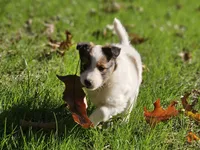 Tucker, a male Shetland Sheepdog for sale in Shippensburg, PA – 3 of 10