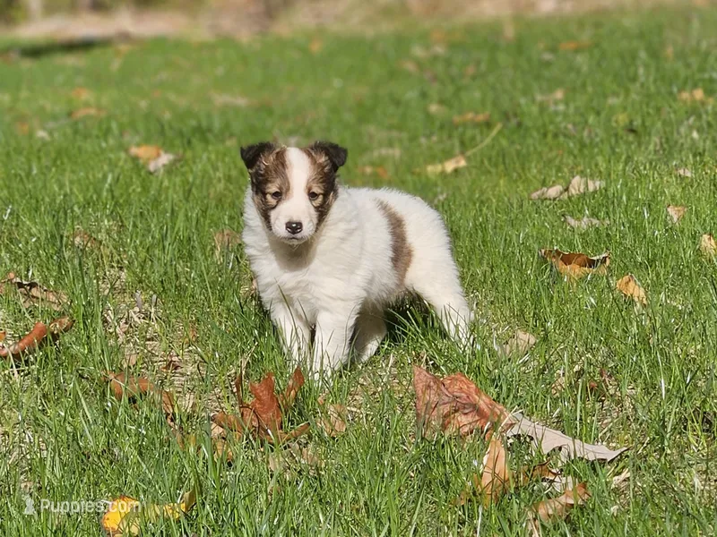 Tucker – Shetland Sheepdog puppy for sale in Shippensburg, PA