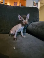 processed/9138f4cf-0a87-44d0-a1b4-3b326cb86a16/facility/2d726d2c-2ca2-44be-a2cb-52aed3d7c3e6