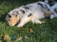 Pink girl, a female Australian Shepherd for sale in Flushing, MI – 2 of 7