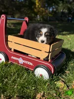 Green boy, a male Australian Shepherd for sale in Flushing, MI – 6 of 10