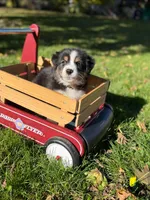 Yellow boy, a male Australian Shepherd for sale in Flushing, MI – 4 of 9