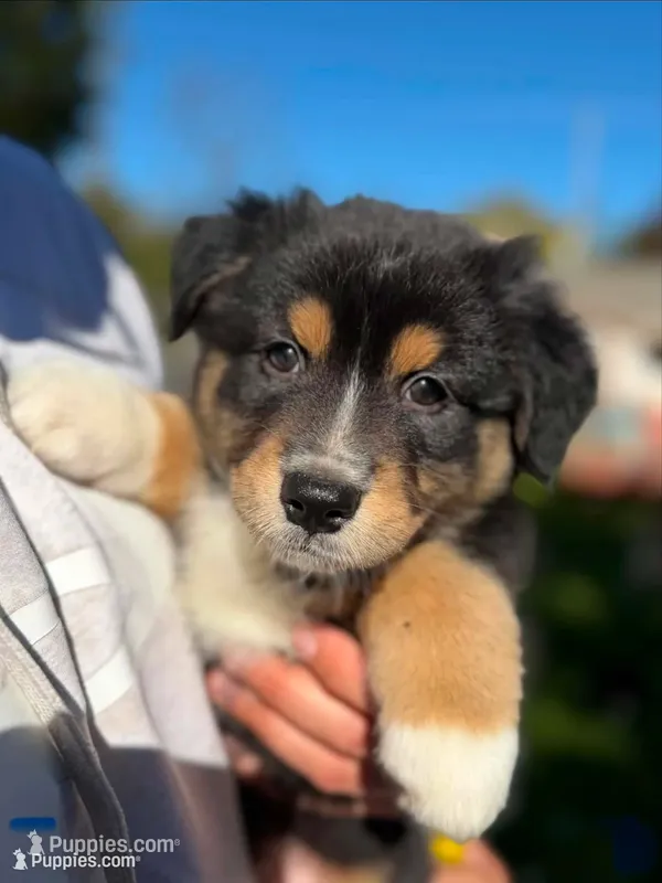 Blue boy – Australian Shepherd puppy for sale in Flushing, MI