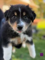 Purple girl, a female Australian Shepherd for sale in Flushing, MI – 2 of 8
