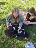 Yellow boy, a male Australian Shepherd for sale in Flushing, MI – 6 of 9