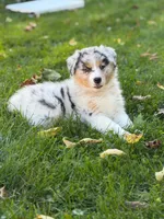 Pink girl, a female Australian Shepherd for sale in Flushing, MI – 5 of 7