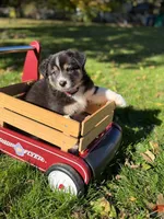 Red girl , a female Australian Shepherd for sale in Flushing, MI – 1 of 6