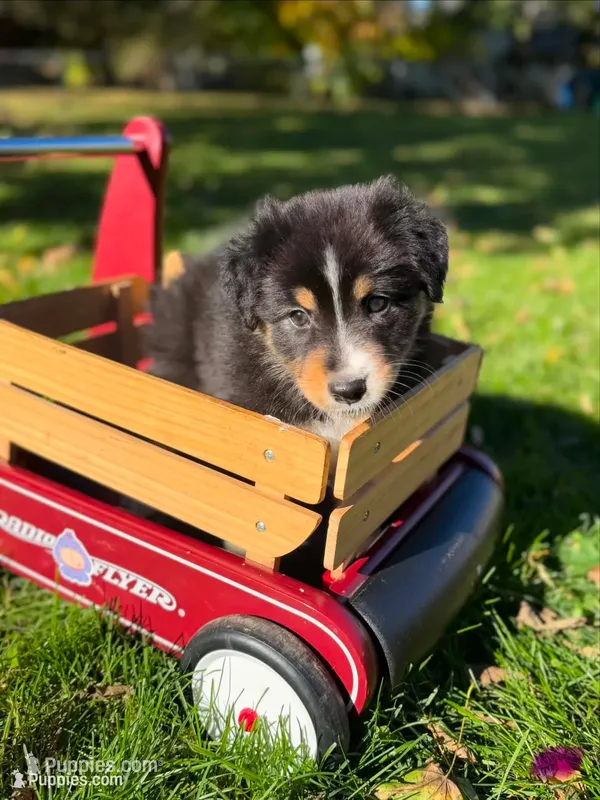 Purple girl – Australian Shepherd puppy for sale in Flushing, MI