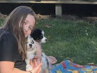 Pink girl, a female Australian Shepherd for sale in Flushing, MI – 4 of 7