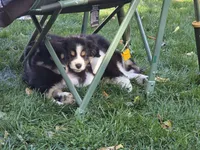 Yellow boy, a male Australian Shepherd for sale in Flushing, MI – 2 of 9