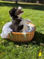Yellow boy, a male Australian Shepherd for sale in Flushing, MI – 1 of 9