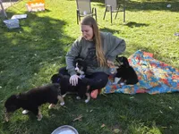 Purple girl, a female Australian Shepherd for sale in Flushing, MI – 4 of 8