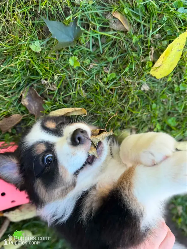 Green boy – Australian Shepherd puppy for sale in Flushing, MI