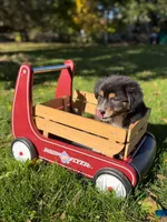 Blue boy, a male Australian Shepherd for sale in Flushing, MI – 6 of 10