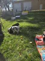 Pink girl, a female Australian Shepherd for sale in Flushing, MI – 7 of 7