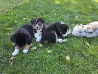 Red girl , a female Australian Shepherd for sale in Flushing, MI – 6 of 6