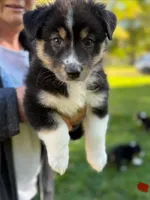 Red girl , a female Australian Shepherd for sale in Flushing, MI – 2 of 6