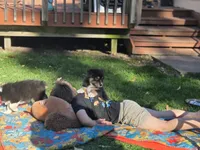 Purple girl, a female Australian Shepherd for sale in Flushing, MI – 3 of 8