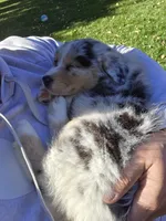 Pink girl, a female Australian Shepherd for sale in Flushing, MI – 3 of 7