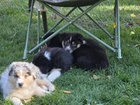 Red girl , a female Australian Shepherd for sale in Flushing, MI – 4 of 6