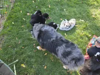 Green boy, a male Australian Shepherd for sale in Flushing, MI – 3 of 10