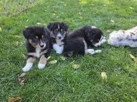 Green boy, a male Australian Shepherd for sale in Flushing, MI – 8 of 10