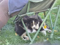 Blue boy, a male Australian Shepherd for sale in Flushing, MI – 8 of 10