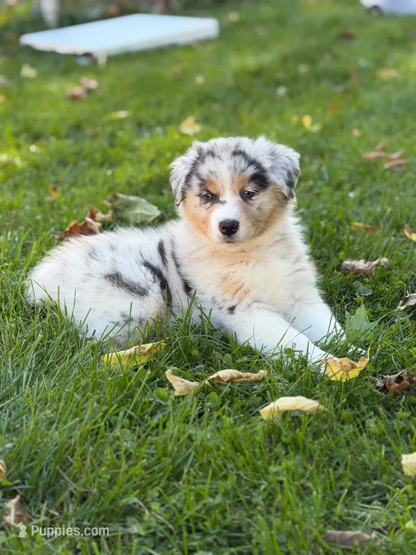 Pink girl – Australian Shepherd puppy for sale in Flushing, MI