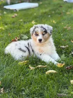 Pink girl, a female Australian Shepherd for sale in Flushing, MI – 1 of 7