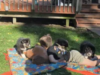 Red girl , a female Australian Shepherd for sale in Flushing, MI – 3 of 6