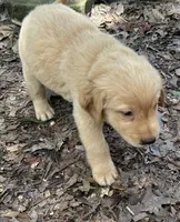 Bubba, a male Goldador for sale in Belton, SC – 3 of 5