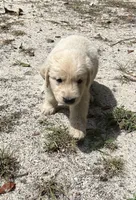 Cupcake , a female Goldador for sale in Belton, SC – 2 of 4