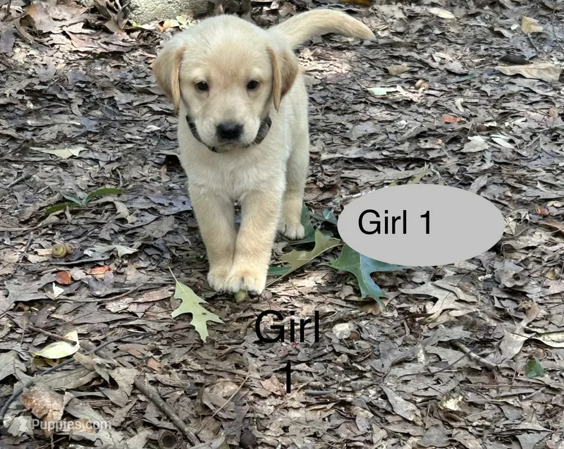 Cupcake  – Goldador puppy for sale in Belton, SC